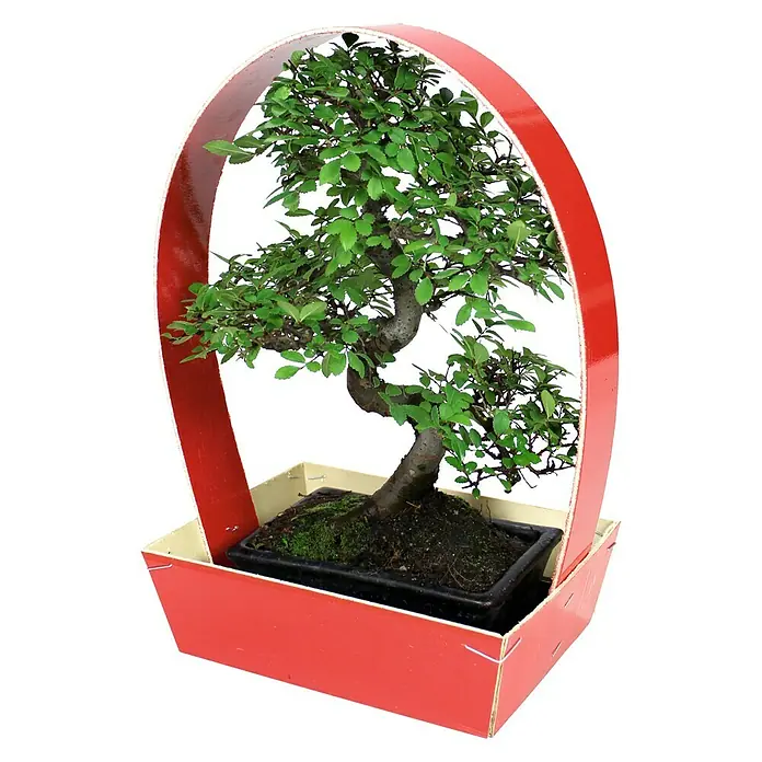 Bonsai - Carmona sp, Tamaño de maceta: 20 cm, Verde - Impresionante árbol bonsái en una cesta roja, perfecto para decorar tu hogar u oficina. Disfruta de la belleza de este paisaje en miniatura.