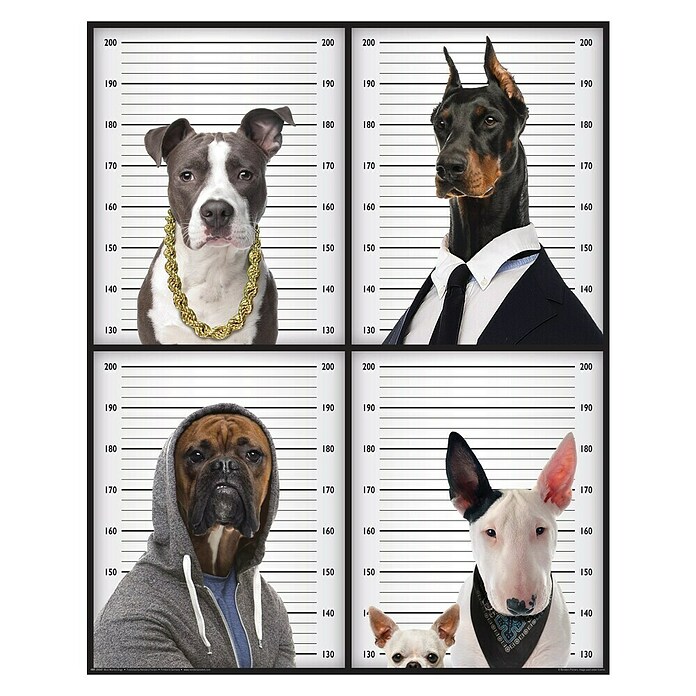 Decoratief paneel (Most Wanted Dogs, b x h: 40 x 50 cm) | BAUHAUS