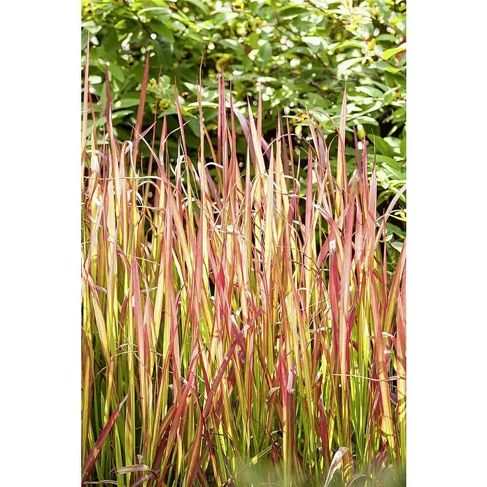 Piardino Japanisches Blutgras - Imperata cylindrica 'Red Baron', Topfgröße: 19 cm, Rot/Grün - Nahaufnahme von Ziergras mit roten und gelben Blättern vor einem grünen Hintergrund, das eine natürliche und farbenfrohe Note verleiht.