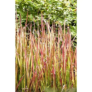 Piardino Japanisches Blutgras - Imperata cylindrica 'Red Baron', Topfgre:  19 cm, Rot/Grn online kaufen bei BAUHAUS
