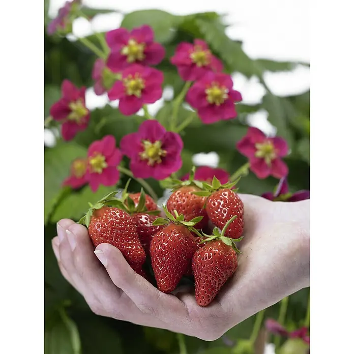 Blu Bio Erdbeere Bio Gourmet Toscana - Fragaria x ananassa, Erntezeit: Mai - Frische, rote Erdbeeren werden in der Hand präsentiert, umgeben von leuchtenden, pinkfarbenen Blüten.