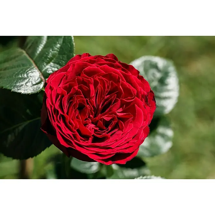 Piardino Topfrose - Rosa Hybride verschiedene Sorten, Topfgröße: 22 cm - Nahaufnahme einer leuchtend roten Rose mit üppigen Blütenblättern und grünen Blättern im Hintergrund, die die Schönheit der Natur zeigt.