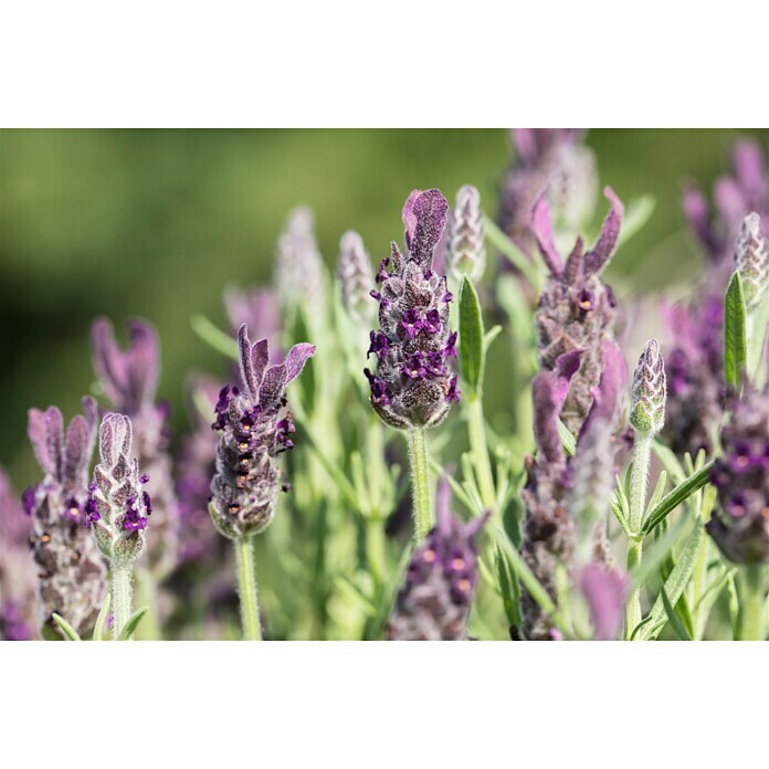 Piardino Schopflavendel Anouk (Lavandula stoechas, Topfgröße: 2 l)