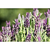 Piardino Schopflavendel Anouk (Lavandula stoechas, Topfgröße: 2 l)