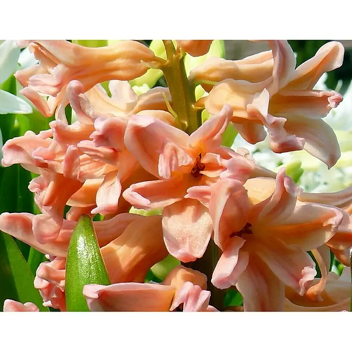 Piardino Frühlingsblumenzwiebeln Hyazinthe 'Gipsy Queen' - Hyacinthus orientalis 'Gipsy Queen', Mehrfarbig - Nahaufnahme einer rosa Hyazinthe, die ihre zarten Blütenblätter und die elegante Struktur der Blume hervorhebt.