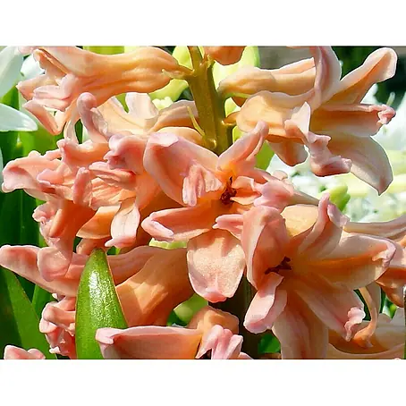Piardino  Frühlingsblumenzwiebeln Hyazinthe 'Gipsy Queen'
