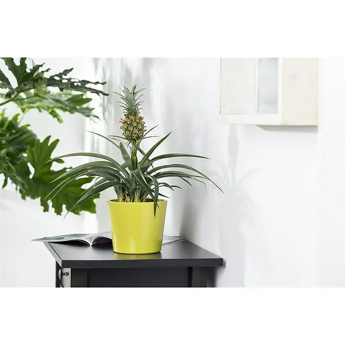 Piardino Ananas - Ananas comosus, Topfgre: 12 cm online kaufen bei BAUHAUS