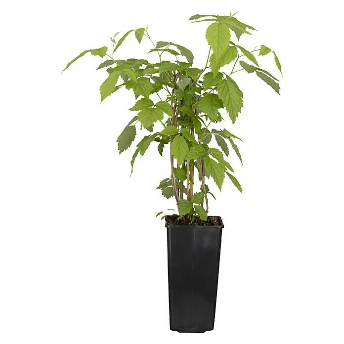 Piardino Himbeere Tulameen - Rubus ideaus 'Tulameen', Erntezeit: Juli - Grüne Pflanze mit gelappten Blättern in einem schwarzen, rechteckigen Topf.