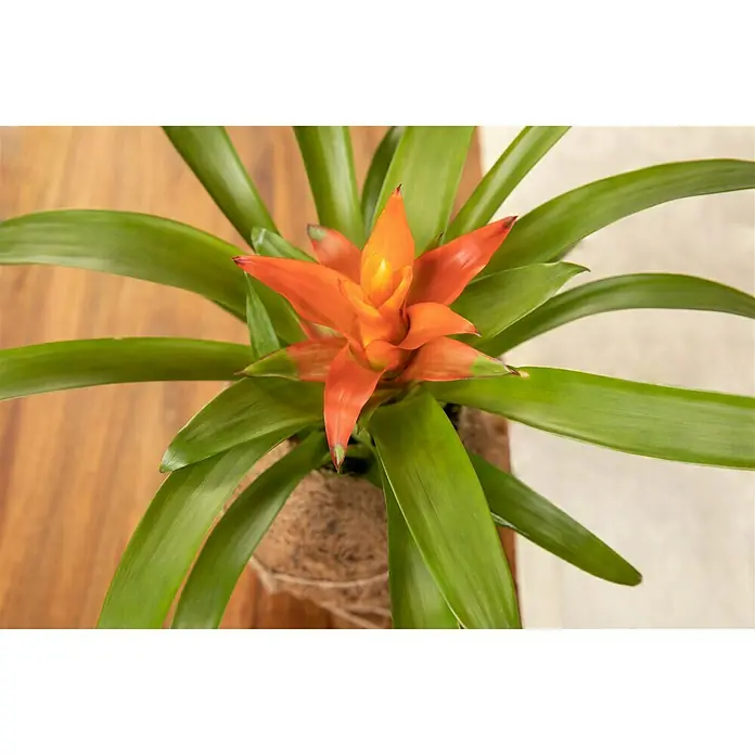 Piardino Bromelie in Kokodama - Bromelia, Topfgröße: 12 cm - Nahaufnahme einer Bromelie-Pflanze mit leuchtend orangefarbenen Blüten und langen, grünen Blättern, die in einem Topf mit natürlicher Faser sitzt.