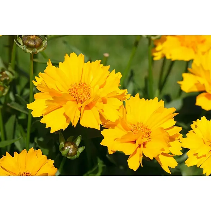 Piardino Großblumiges Mädchenauge - Coreopsis grandiflora, Topfgröße: 13 cm, Gelb - Nahaufnahme von Coreopsis-Blüten, die ihre goldgelben Blütenblätter und komplexen Zentren zeigen, umgeben von grüner Vegetation.