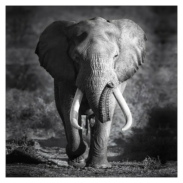 ProArt Glasbild - Grey Elephant, B x H: 30 x 30 cm - Nahaufnahme eines majestätischen Elefanten mit beeindruckenden Stoßzähnen, der direkt auf den Betrachter zuläuft.