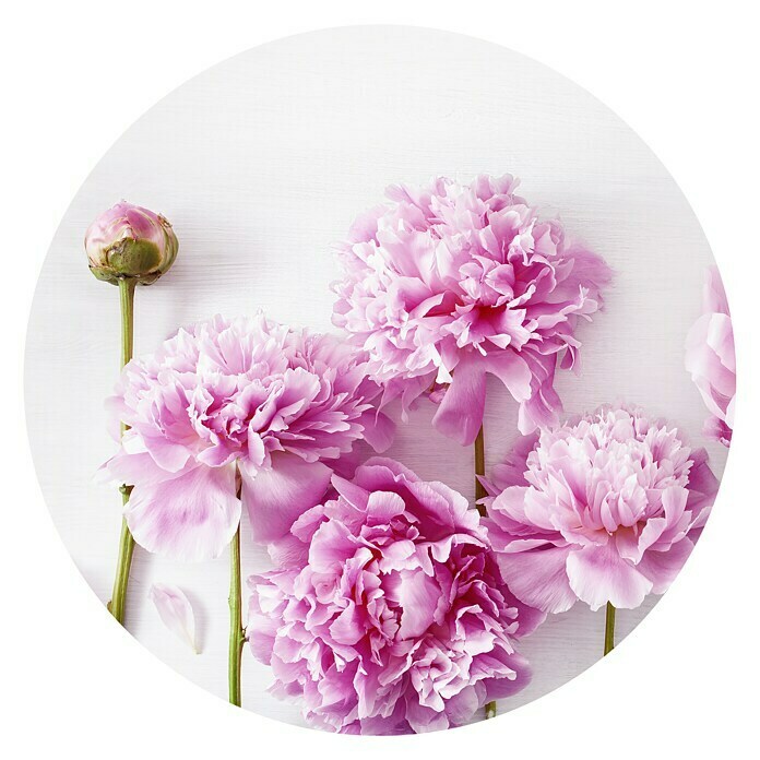 ProArt Glasbild Peonies I (Glas)