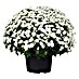 Piardino Bolchrysant 