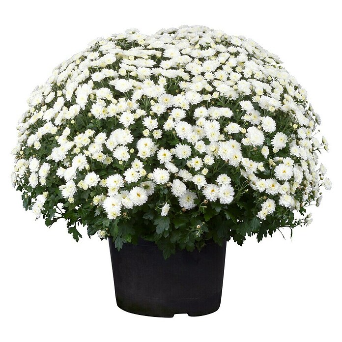 Piardino Herfstchrysant (Potmaat: 19 cm, Bloemkleur: Soortafhankelijk)