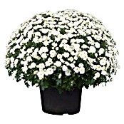 Piardino Herfstchrysant (Potmaat: 19 cm, Bloemkleur: Soortafhankelijk)