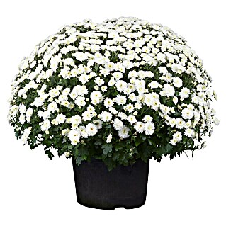 Piardino Bolchrysant (Potmaat: 19 cm, Bloemkleur: Soortafhankelijk)