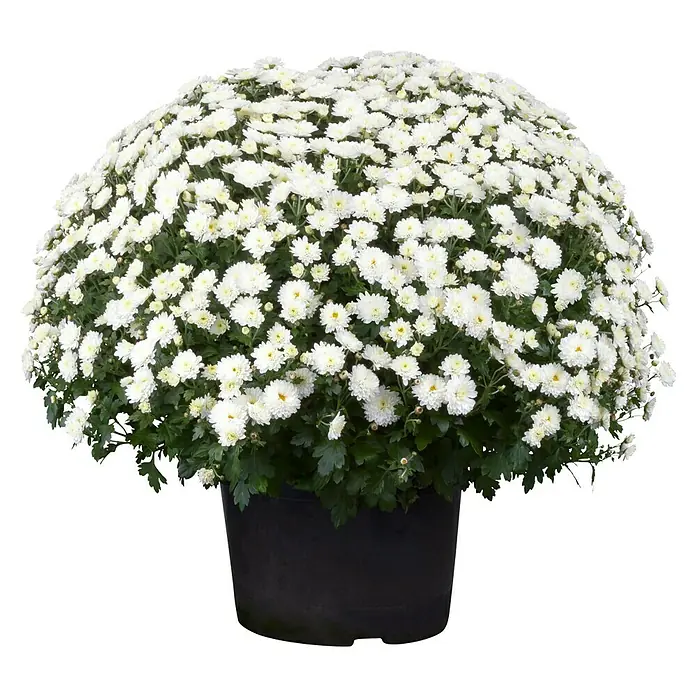 Piardino Herbst-Chrysantheme - Chrysanthemum indicum Hybride, Topfgröße: 19 cm, Blütenfarbe: Sortenabhängig - Üppige weiße Chrysantheme in einem schwarzen Topf, die mit ihren zahlreichen Blüten eine elegante und friedliche Atmosphäre verbreitet.