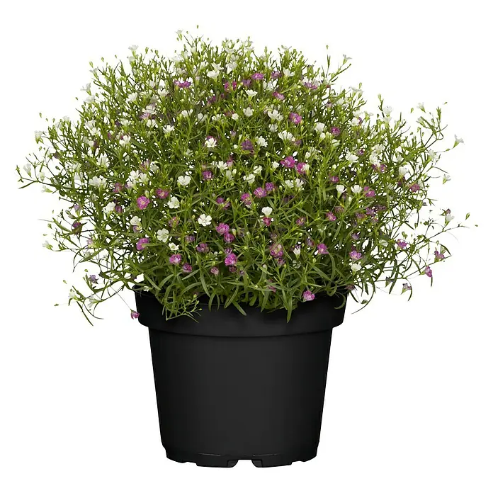 Piardino Mauer-Schleierkraut Twins - Gypsophila muralis, Rosa/Weiß, 13 cm - Eine Nahaufnahme einer Topfpflanze mit kleinen weißen und violetten Blüten und grünen Blättern in einem schwarzen Topf.