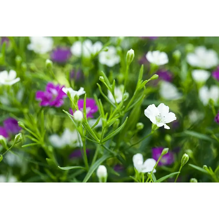 Piardino Ilusión - Gypsophila muralis, Tamaño de maceta: 13 cm, Blanco - Primer plano de flores multicolores de Baby's Breath, creando una atmósfera suave y etérea.