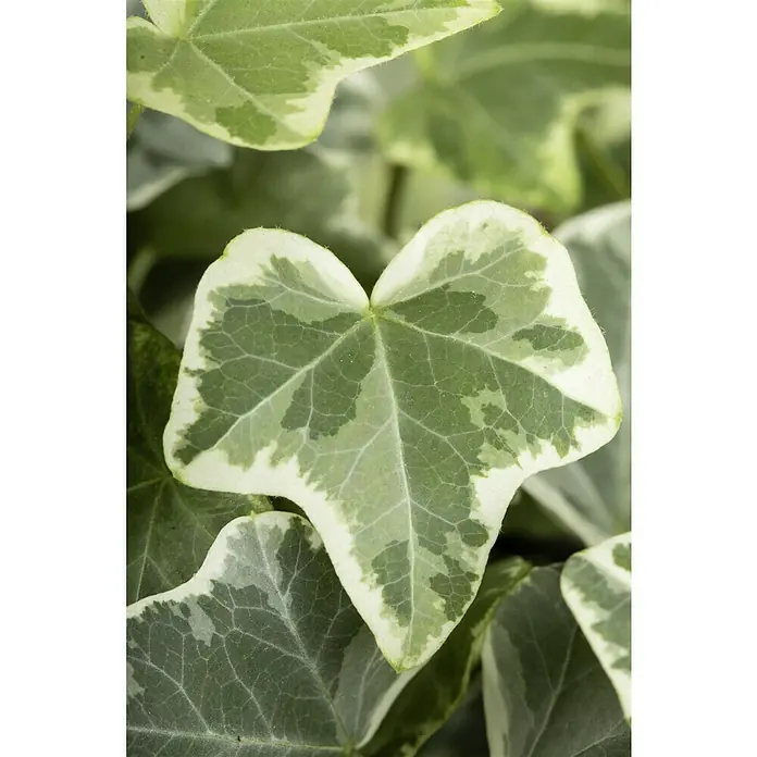 Piardino Efeu - Hedera helix, Topfgröße: 13 cm, Grün/Weiß - Nahaufnahme von panaschierten Efeu-Blättern, die eine Mischung aus grünen und cremefarbenen Farbtönen mit sichtbaren Blattadern aufweisen.