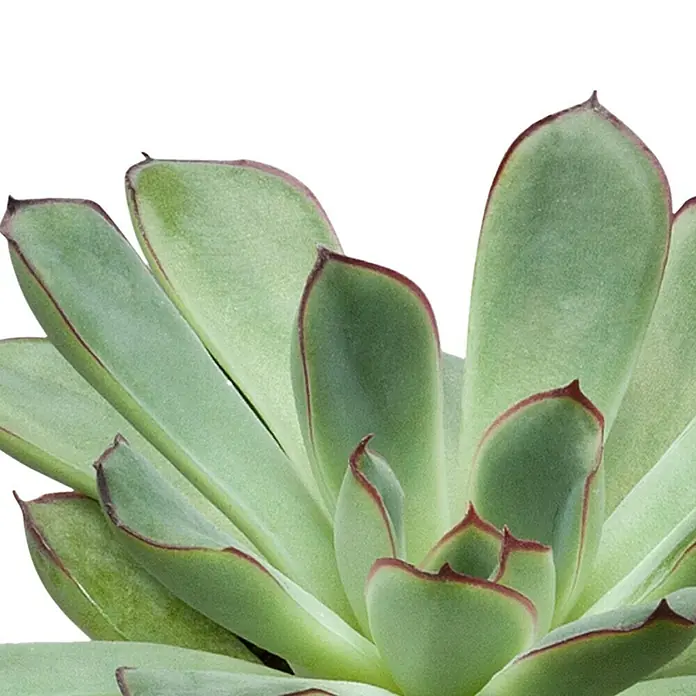 Piardino EcheverieEcheveria pulidonis, Topfgröße: 12 cm, Grün/Grau/Rot - Nahaufnahme einer Echeverie mit grünen Blättern, die von einem roten Rand akzentuiert werden. Das elegante Design der Sukkulente wird hervorgehoben.