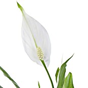 Piardino Blattfahne (Spathiphyllum floribundum)