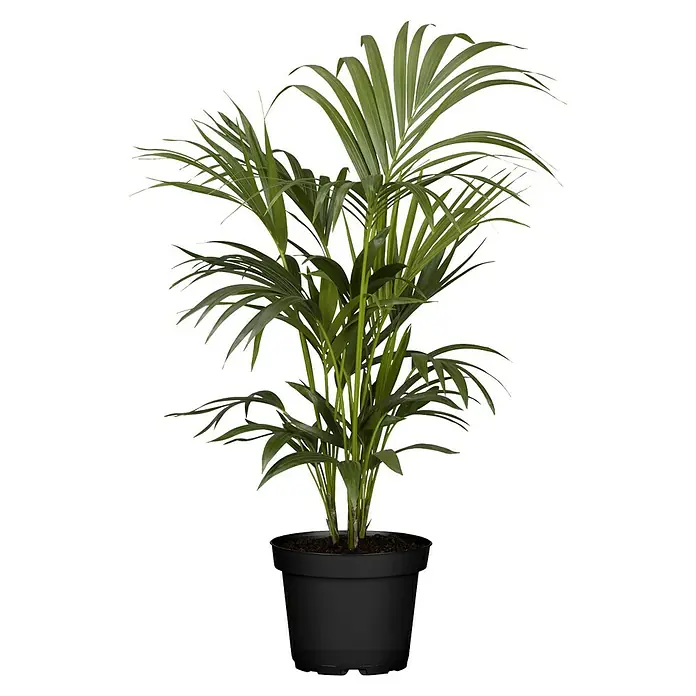 Piardino Kentiapalme - Howea forsteriana, Topfgröße: 21 cm, 1 Pflanze - Zimmerpflanze: Eine elegante Kentia-Palme in einem stilvollen schwarzen Topf, ideal für die Dekoration von Innenräumen.