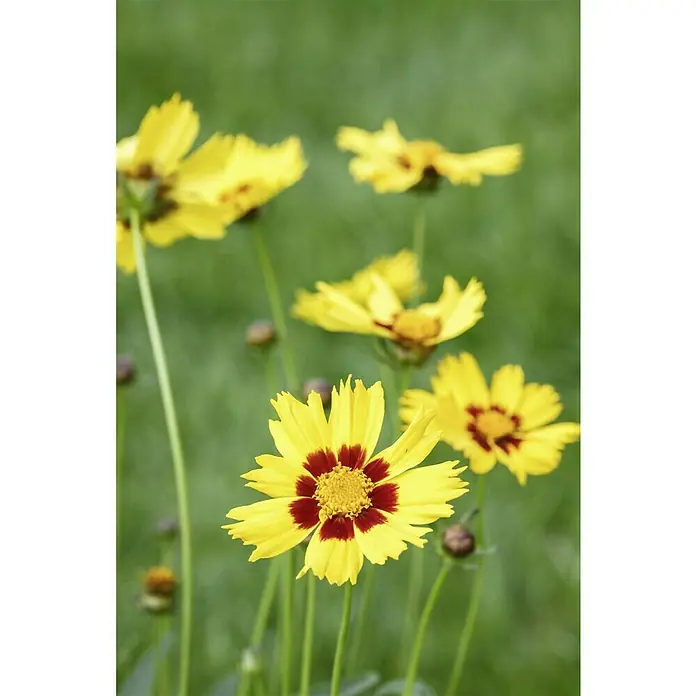 Piardino Großblumiges MädchenaugeCoreopsis grandiflora, Topfgröße: 19 cm, Gelb/Orange - Nahaufnahme von leuchtenden gelben Coreopsis-Blumen mit markanten kastanienbraunen Zentren, die einen lebendigen Farbtupfer zeigen.