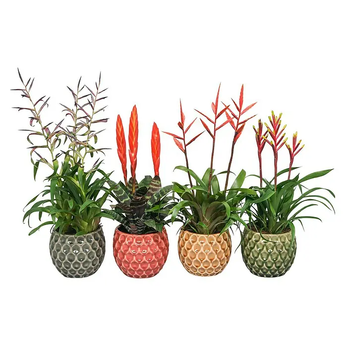 Piardino BromelieBromelia hybride, Topfgröße: 12 cm, Sortenabhängig - Vier Bromelien Pflanzen in dekorativen Töpfen in Grau, Rot, Braun und Grün, die eine lebendige und natürliche Note bieten.
