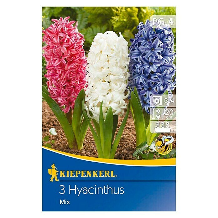 Kiepenkerl Frühlingsblumenzwiebeln Hyazinthen Mix (Hyacinthus orientalis, 3 Stk.) | BAUHAUS