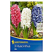 Kiepenkerl Frühlingsblumenzwiebeln Hyazinthen Mix (Hyacinthus orientalis, 3 Stk.) | BAUHAUS