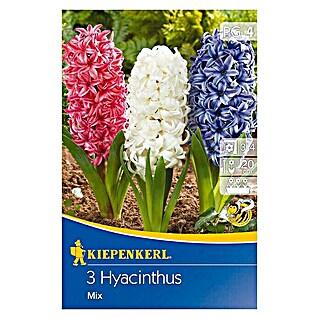 Kiepenkerl Frühlingsblumenzwiebeln Hyazinthen Mix (Hyacinthus orientalis, 3 Stk.)