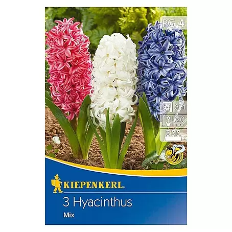 Kiepenkerl  Frühlingsblumenzwiebeln Hyazinthen Mix