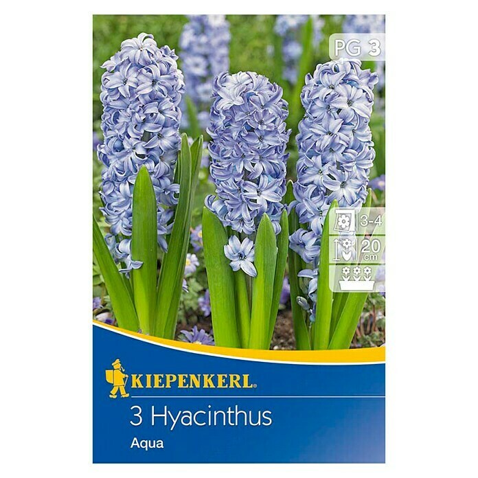 Frühlingsblumenzwiebeln Hyazinthe 'Aqua' (Hyacinthus orientalis, 3 Stk.) | BAUHAUS