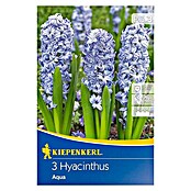 Frühlingsblumenzwiebeln Hyazinthe 'Aqua' (Hyacinthus orientalis, 3 Stk.) | BAUHAUS