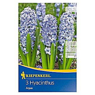 Frühlingsblumenzwiebeln Hyazinthe 'Aqua' (Hyacinthus orientalis, 3 Stk.)