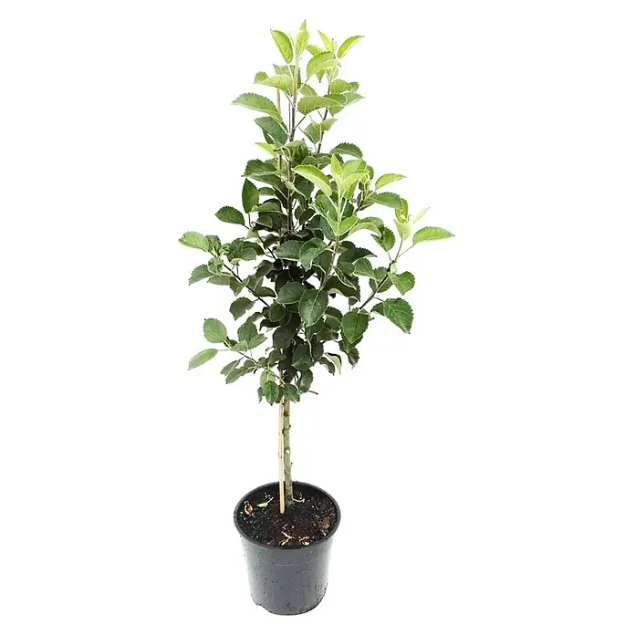 Apfelbaum ElstarMalus domestica Elstar, Busch, 5 l, Erntezeit: September - Ein junger Apfelbaum in einem schwarzen Topf, der gesunde grüne Blätter und einen stabilen Stamm zeigt. Ideal für kleine Gärten oder als Kübelpflanze.