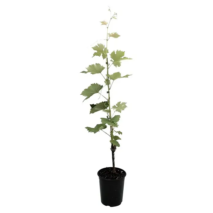 Weinrebe Muscat Bleu - Vitis Muscat Bleu, Erntezeit: August - Eine junge Weinrebe in einem schwarzen Topf. Die Pflanze hat grüne Blätter und wächst nach oben. Ideal für den Garten oder Balkon.