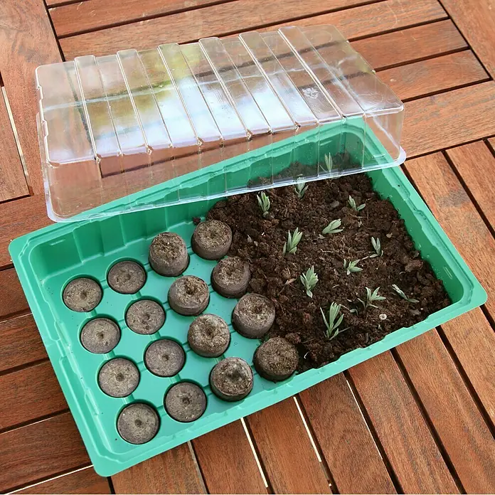 Floraworld Zimmergewächshaus - L x B x H: 35,5 x 22 x 12,5 cm, Grün, Mit 28 Torfquelltöpfen - Anzuchttabletten und junge Pflanzen in einer grünen Anzuchtschale mit transparentem Deckel auf einem Holztisch.