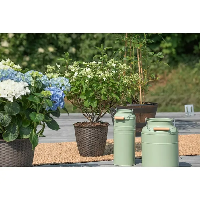 Piardino Hortensie - Hydrangea paniculata verschiede Sorten, Artenabhängig - Eine Nahaufnahme von Hydrangea-Pflanzen in Töpfen und dekorativen grünen Milchkanister-Vasen auf einer Terrasse im Freien.