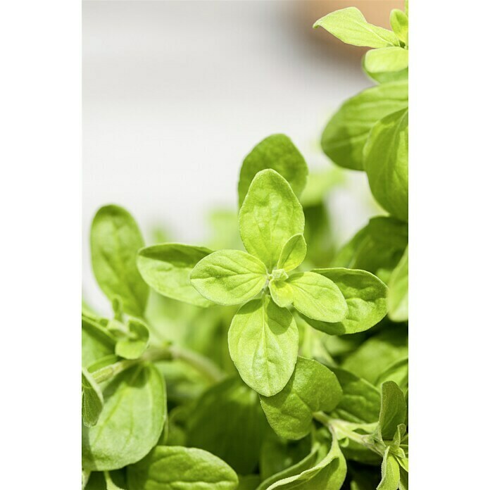 Origanum majorana 12BIO