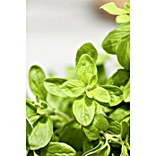 Origanum majorana 12BIO