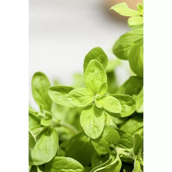 Blu Bio Majoran - Majorana hortensis, Topfgröße: 12 cm - Nahaufnahme frischer, leuchtend grüner Oreganoblätter, die ihre Textur und hellen Farbton zeigen.