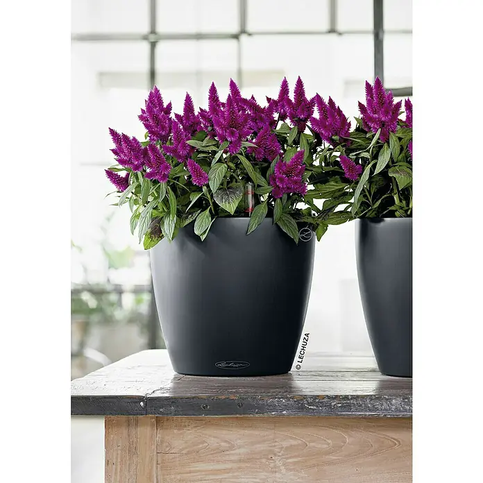 Lechuza Classico Pflanztopf Color - Außenmaß (Ø x H): 19 x 17 cm, Kunststoff, Schiefergrau - Elegante Celosia-Pflanzen in schwarzen Lechuza-Übertöpfen, die auf einem rustikalen Holztisch stehen und eine stilvolle Dekoration für Innenräume darstellen.
