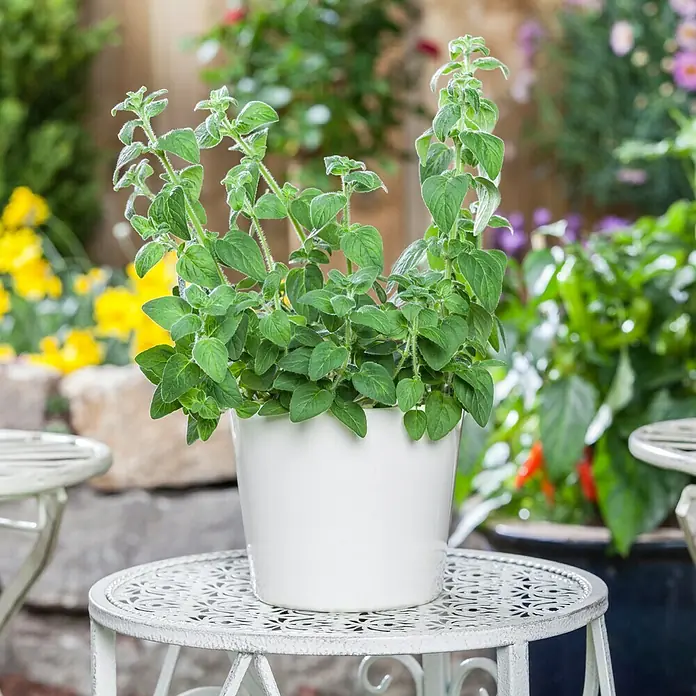 Piardino Oregano Bio - Origanum vulgare Margerita - Oregano in einem weißen Topf auf einem kleinen, weißen Metalltisch. Die Pflanze ist üppig und grün, der Tisch ist filigran.