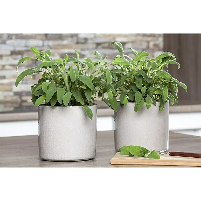 Piardino Echter Salbei - Salvia officinalis - Zwei Salbeipflanzen in silbernen Töpfen auf einem Tisch. Die Pflanzen sehen frisch und gesund aus.