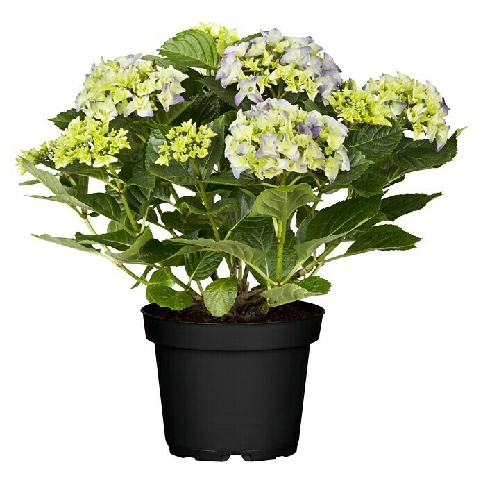 Piardino HortensieHydrangea macrophylla, Topfgröße: 19 cm, Blütenfarbe: Artenabhängig Front View