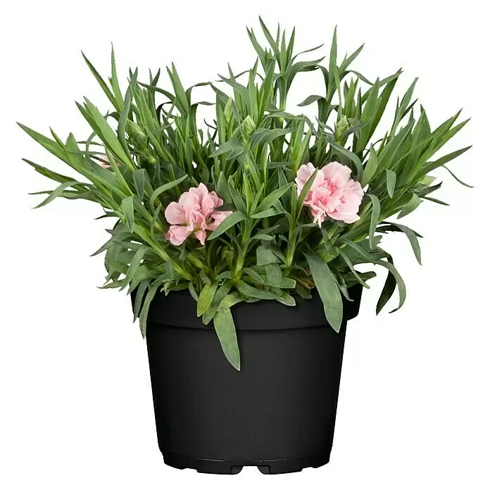 Piardino Gartennelke - Dianthus caryophyllus, Topfgröße: 12 cm, Mehrfarbig - Vorderansicht