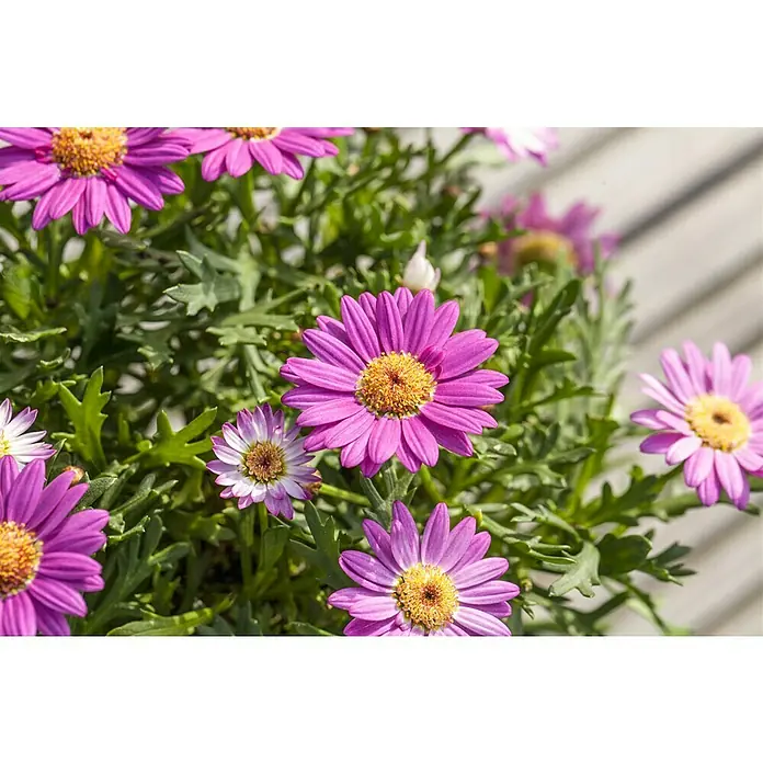 Piardino Strauchmargerite - Chrysanthemum frutescens, Sortenabhängig - Nahaufnahme von purpurfarbenen Margeriten mit gelben Blütenkörbchen, die üppig und frisch wirken. Ein Blickfang für jeden Garten.