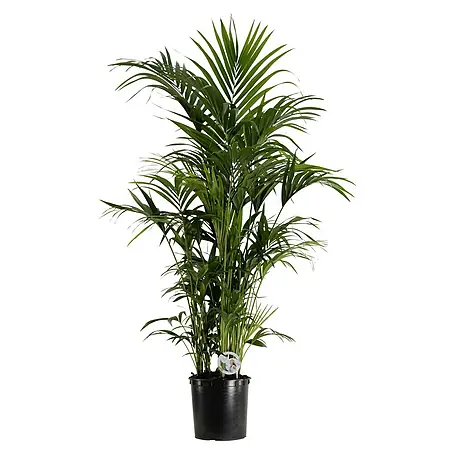 Piardino Air So Pure Howea forsteriana